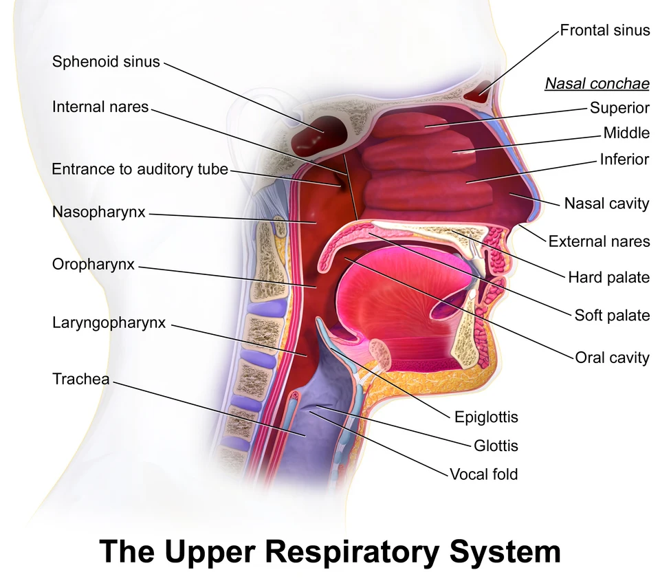 Anatomie du nez, du pharynx et des voies aériennes supérieures ; utile pour comprendre le passage de l’air et l’obstruction respiratoire.